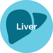 liver.png